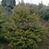 picea_blue (3)